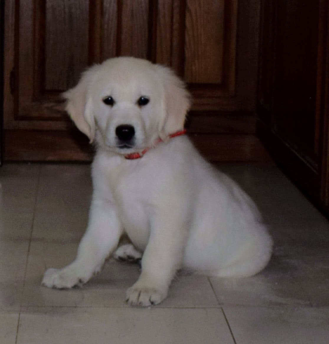 Golden Retriever Puppies breeder image 8