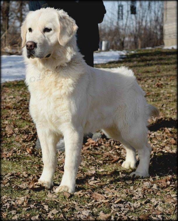 Golden Retriever Puppies breeder image 9