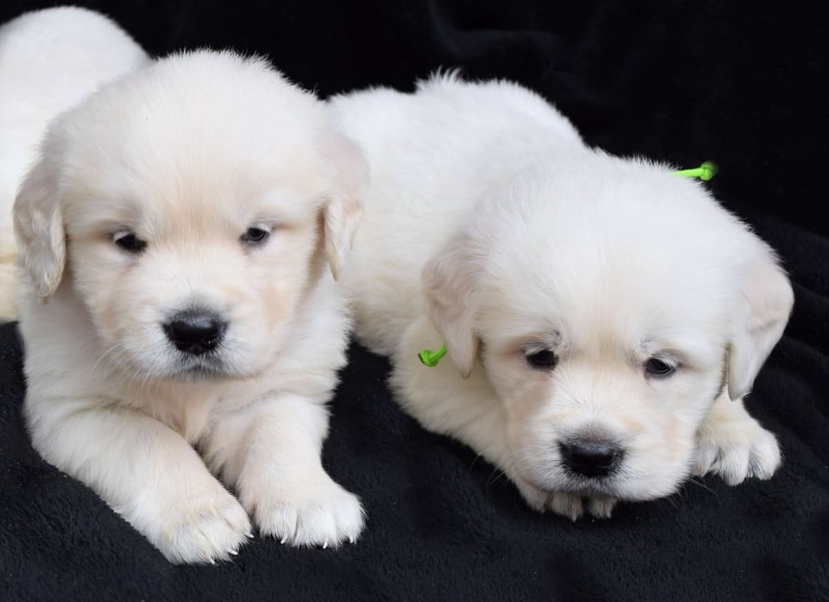 Golden Retriever Puppies breeder image 10