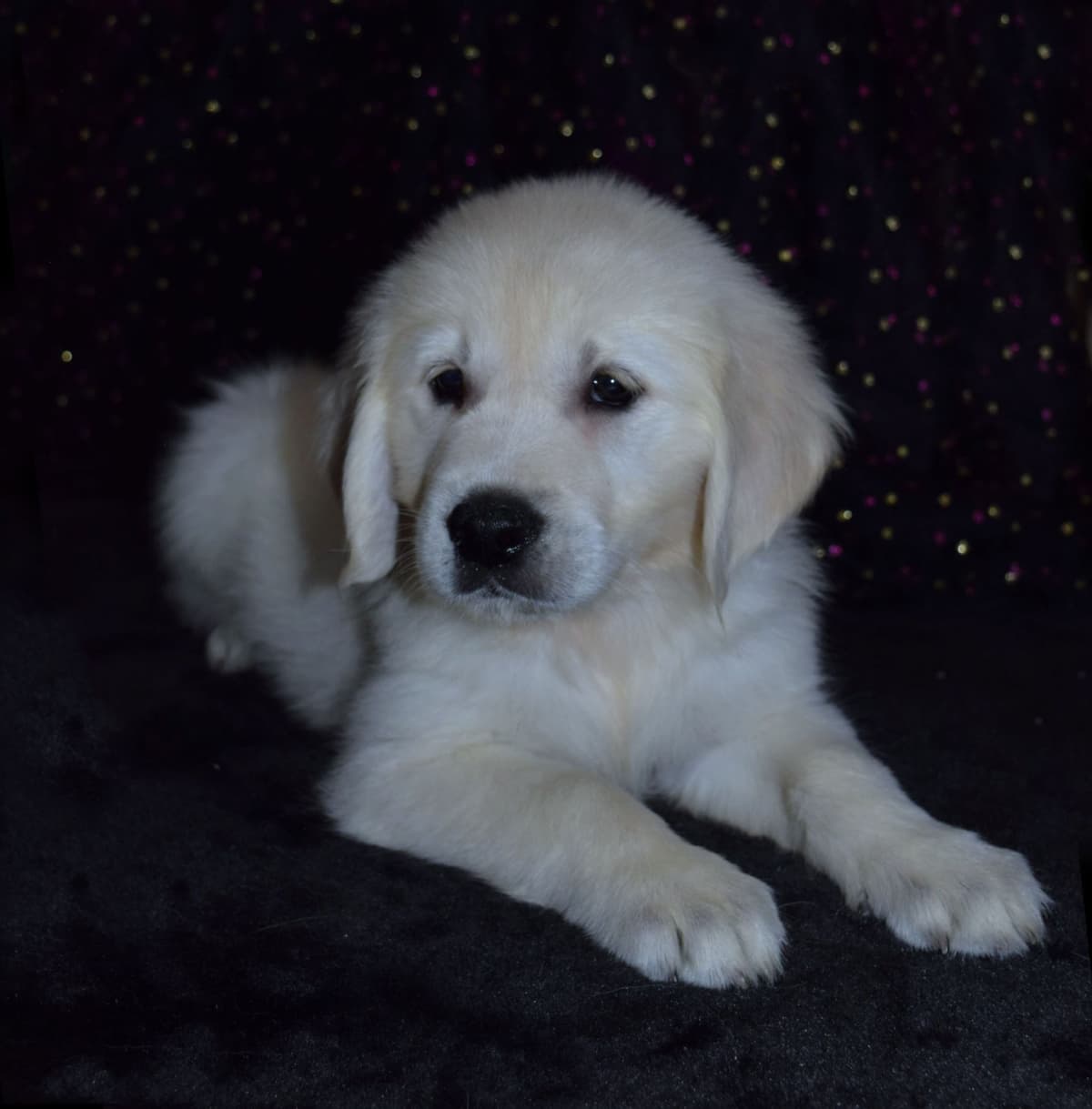 Golden Retriever Puppies breeder image 11