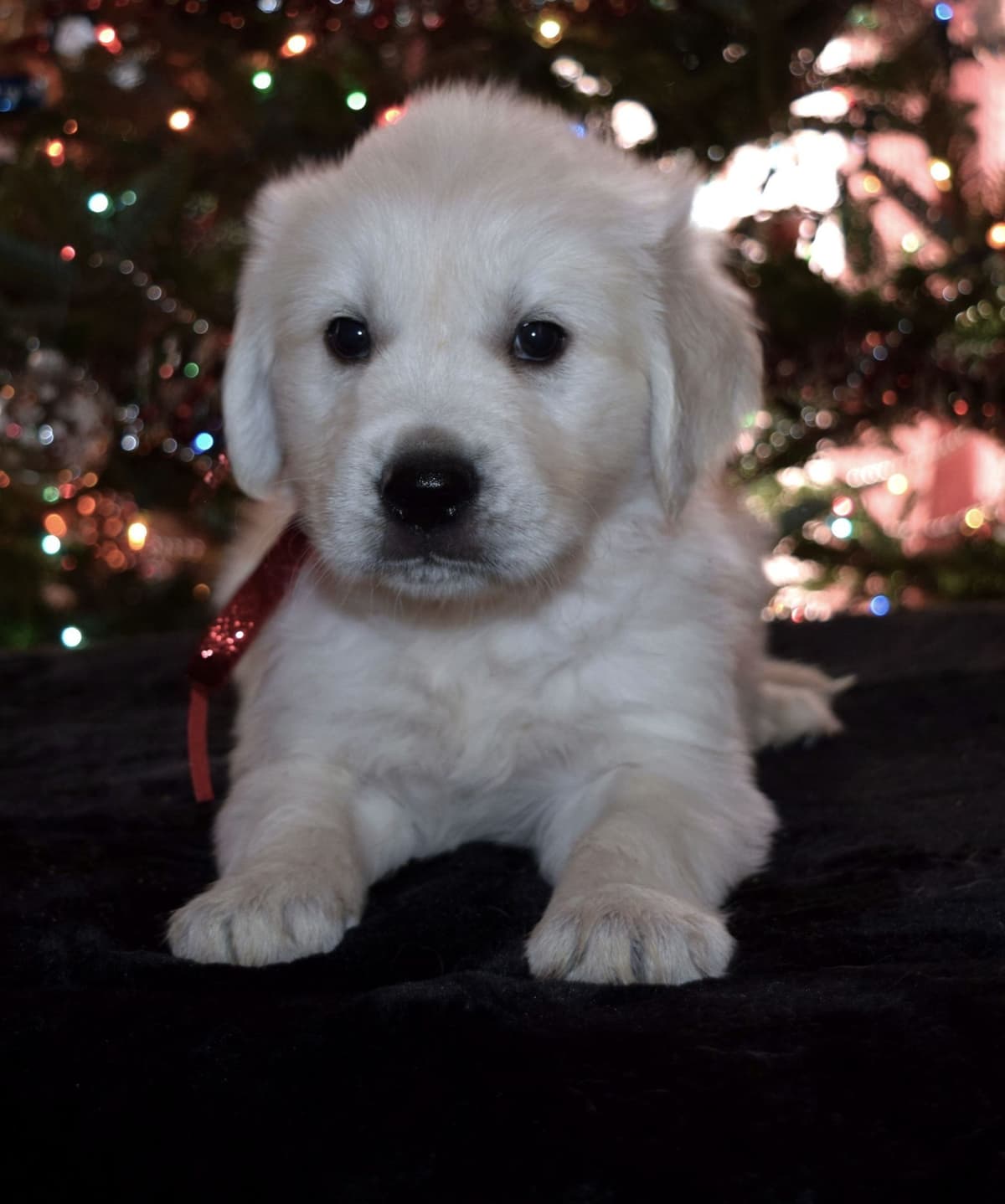 Golden Retriever Puppies breeder image 12