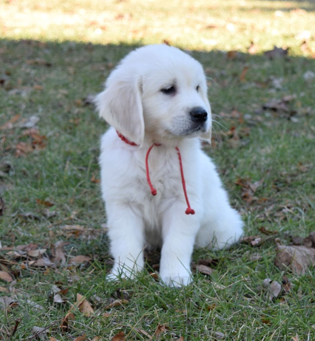 Golden Retriever Puppies breeder image 13