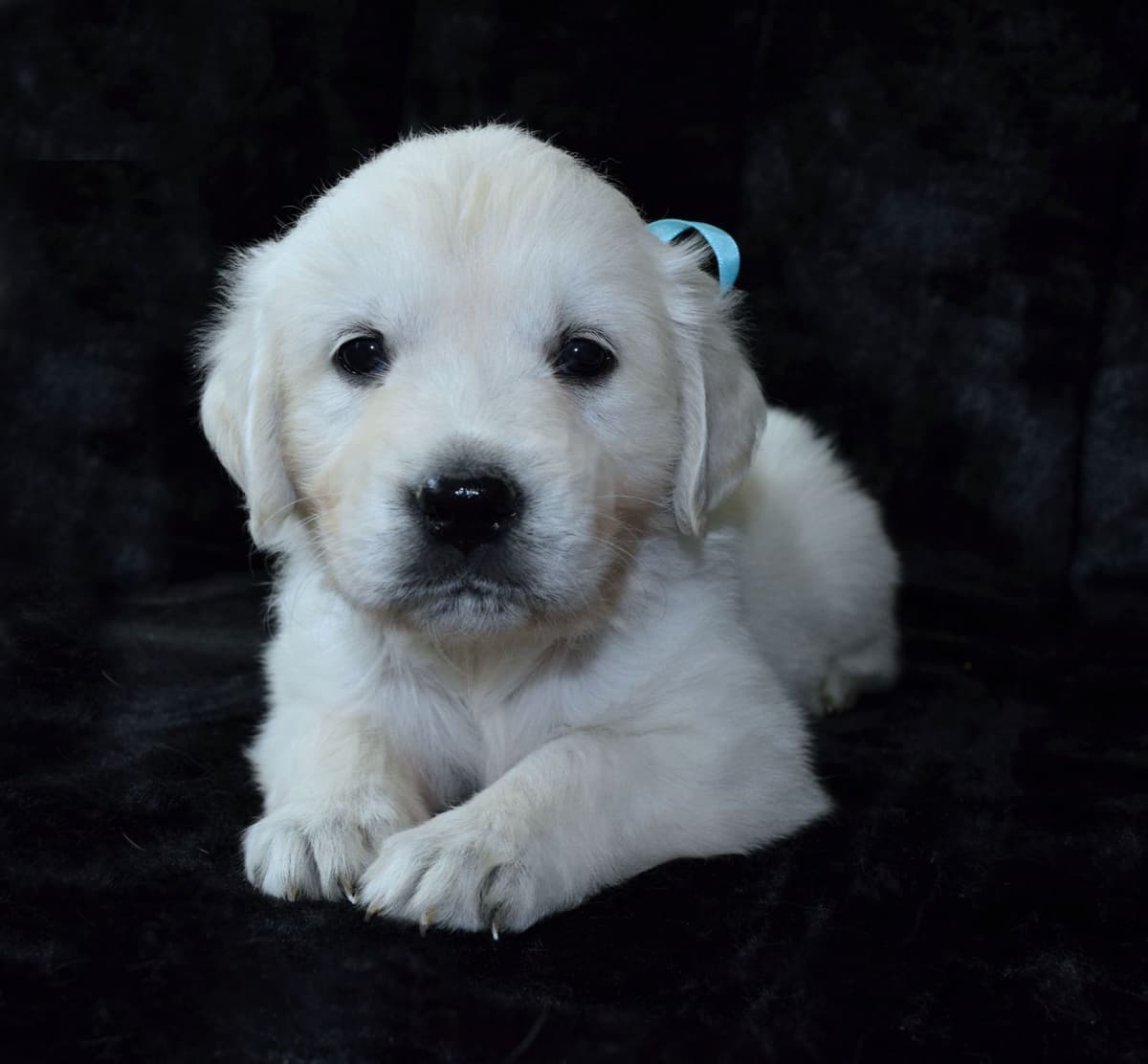 Golden Retriever Puppies breeder image 14