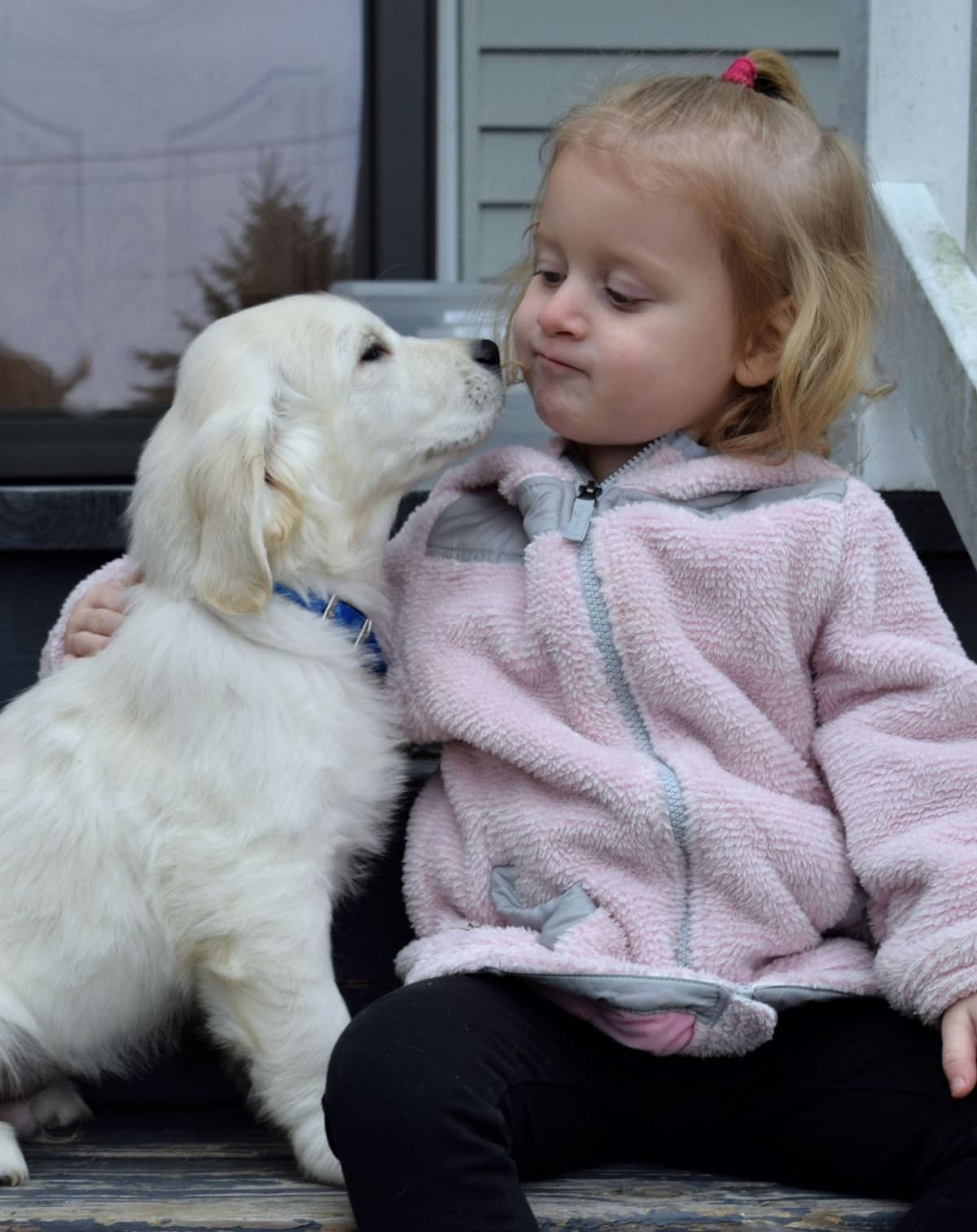 Golden Retriever Puppies breeder image 15