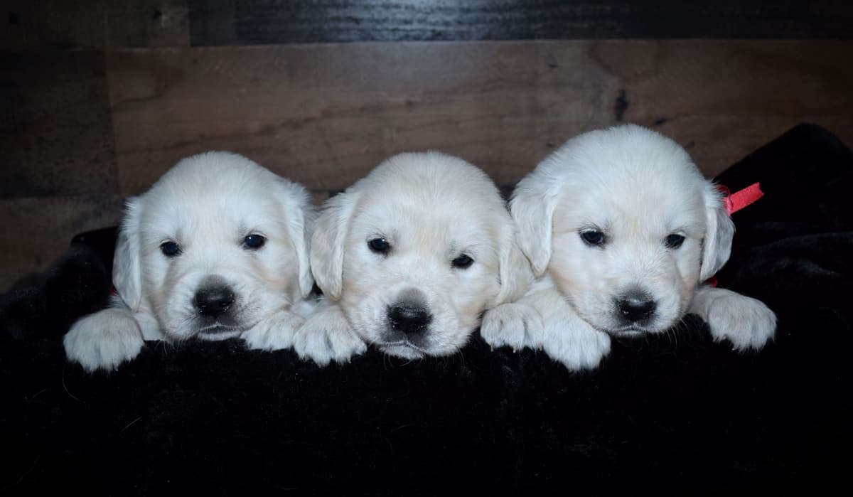 Golden Retriever Puppies breeder image 16