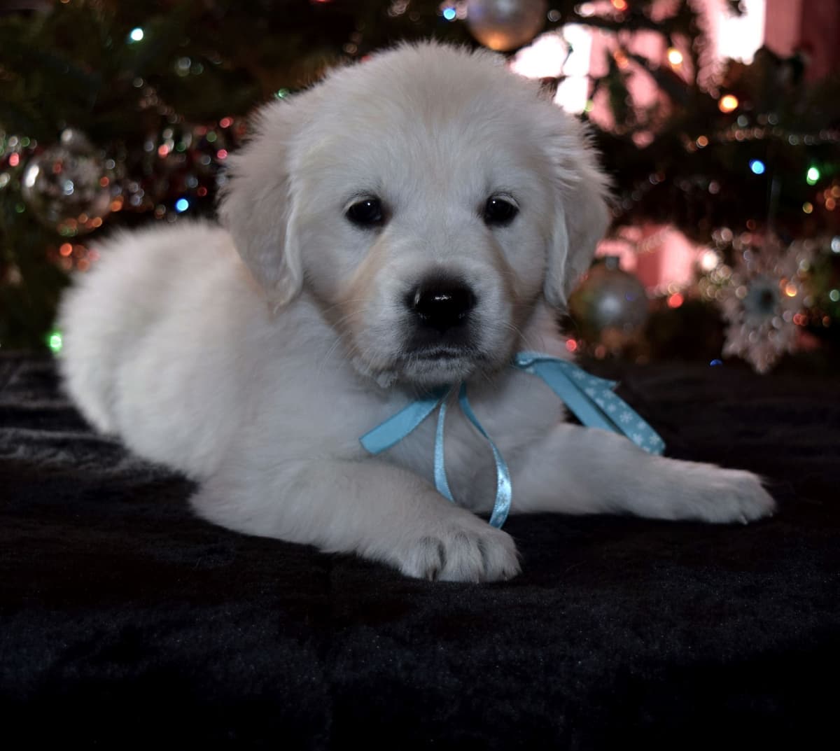 Golden Retriever Puppies breeder image 17