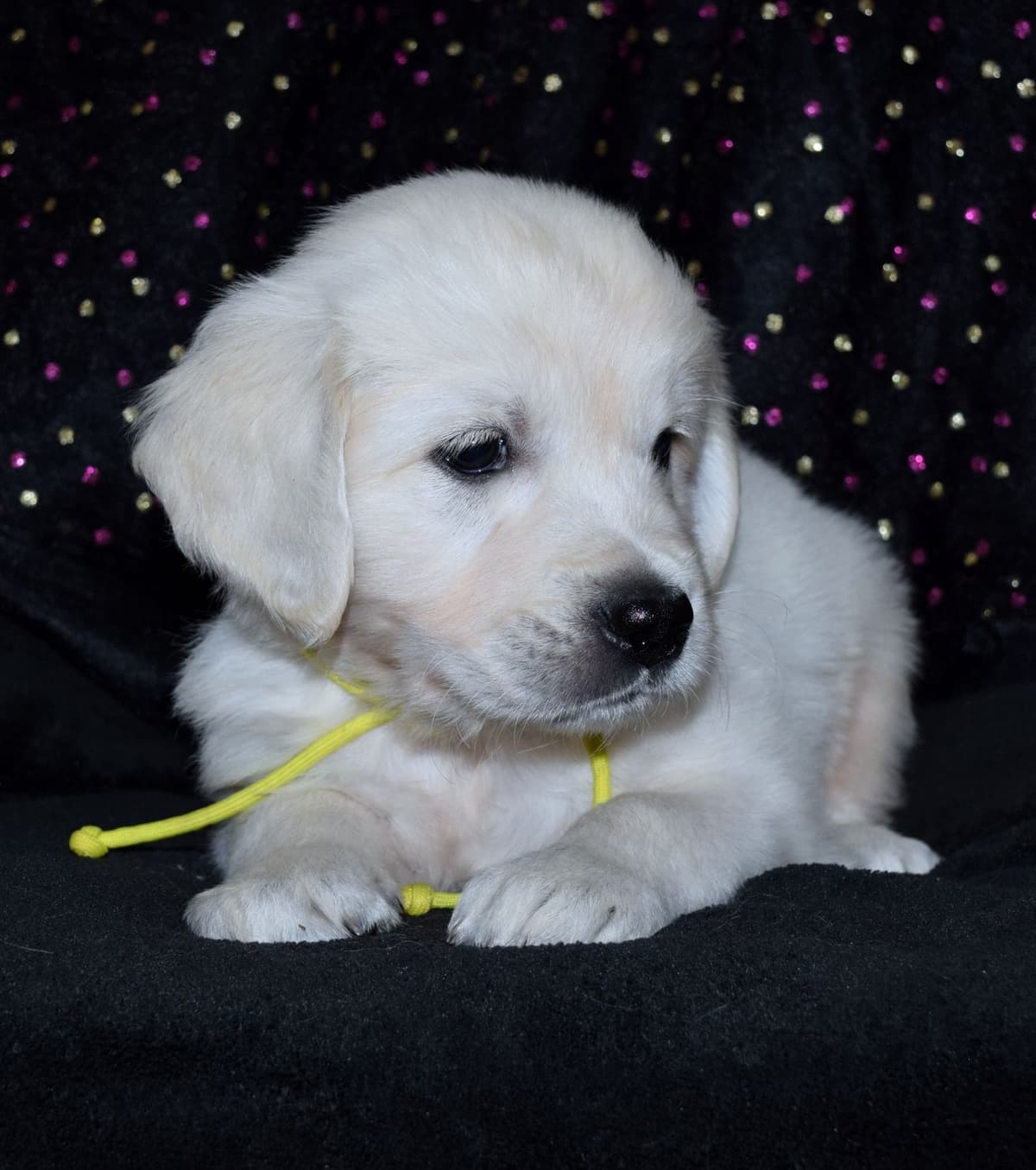 Golden Retriever Puppies breeder image 18