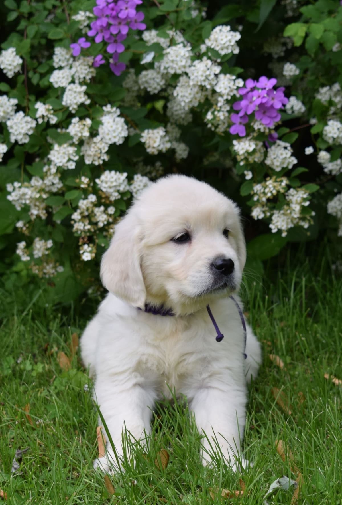 Golden Retriever Puppies breeder image 19