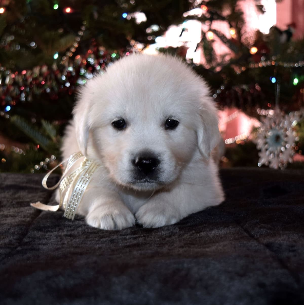 Golden Retriever Puppies breeder image 20