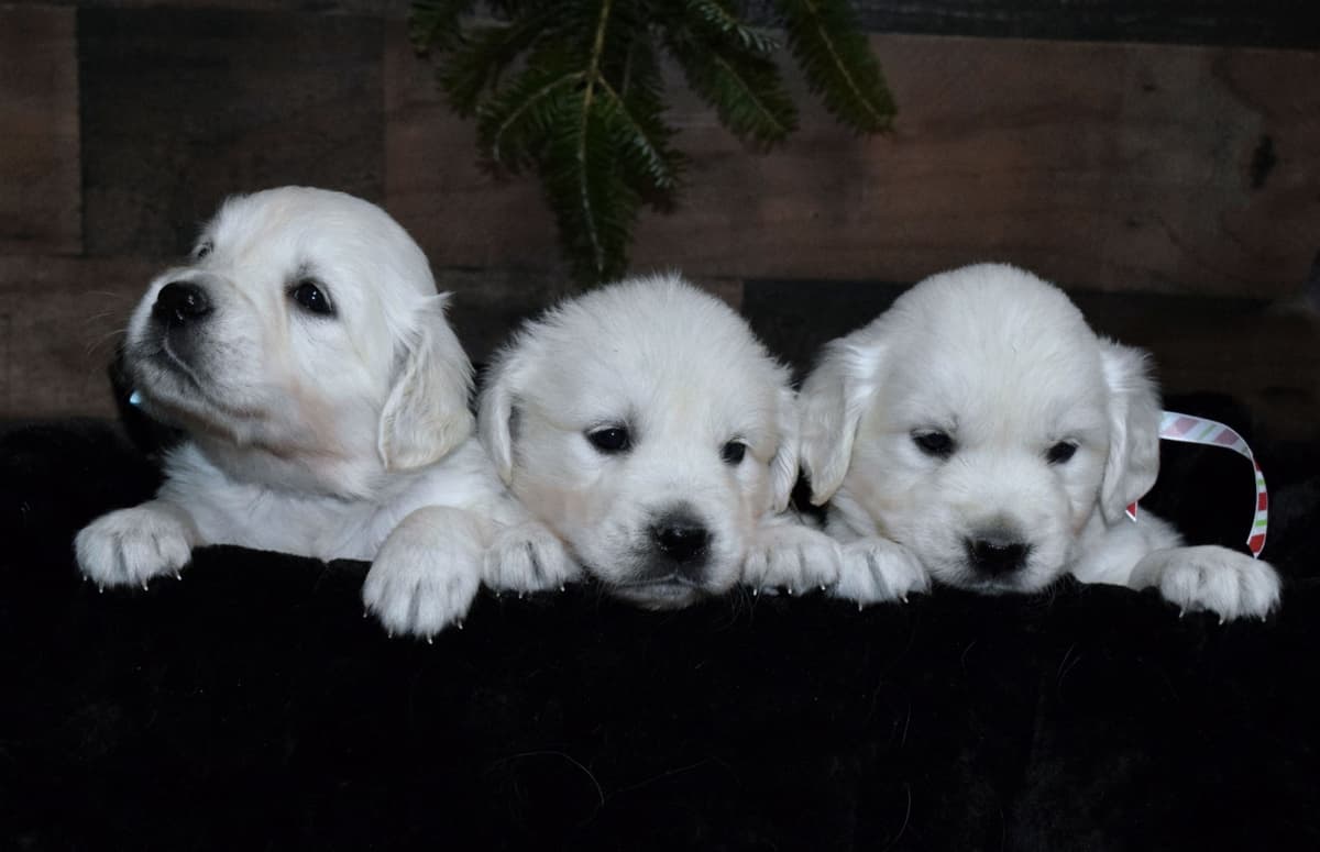 Golden Retriever Puppies breeder image 21