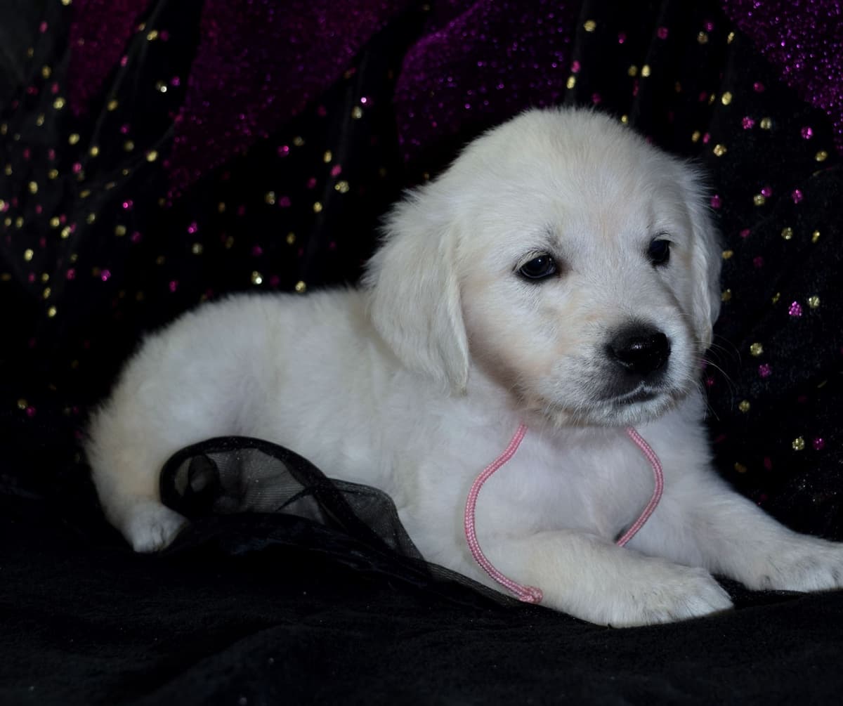 Golden Retriever Puppies breeder image 22