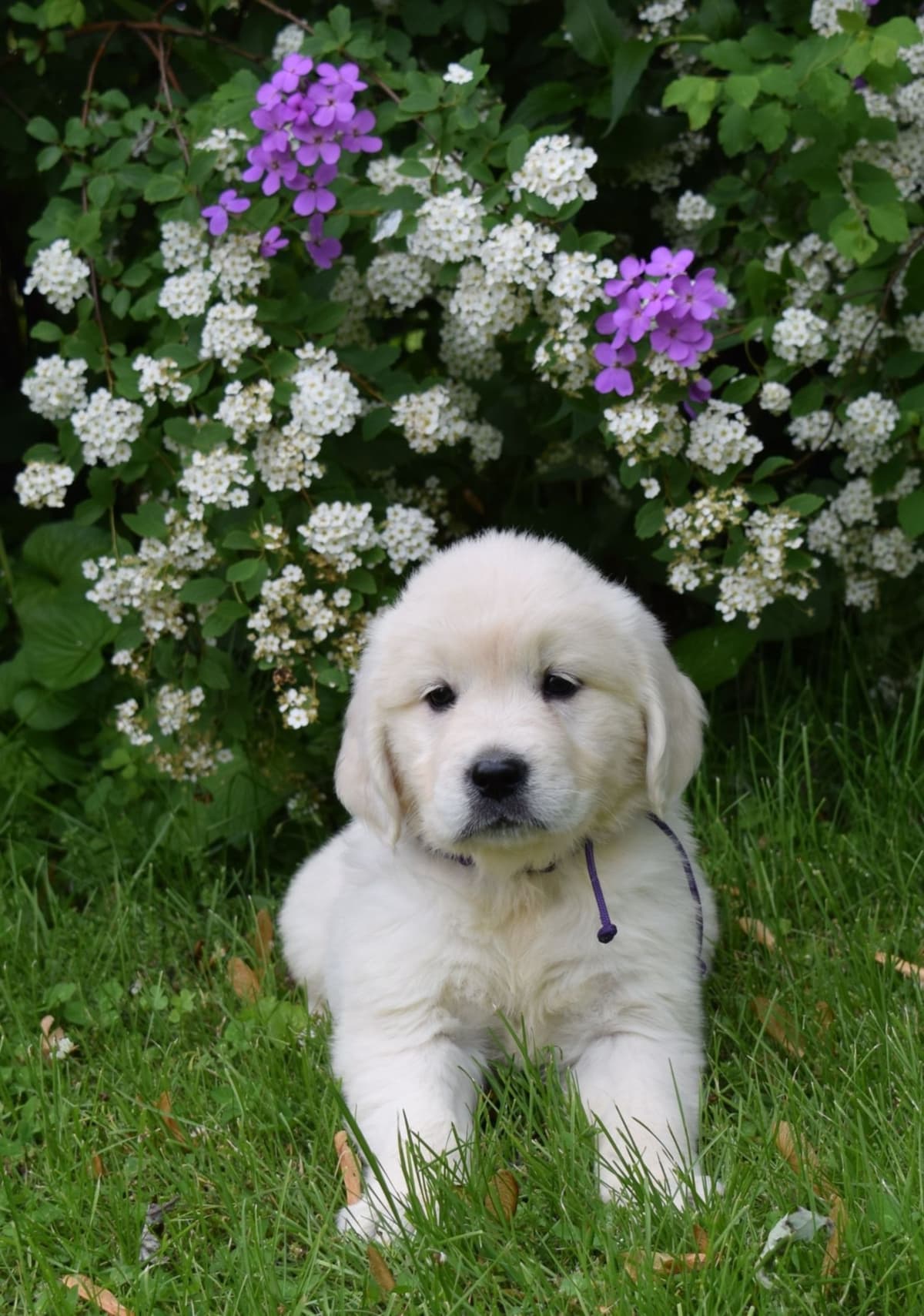 Golden Retriever Puppies breeder image 23