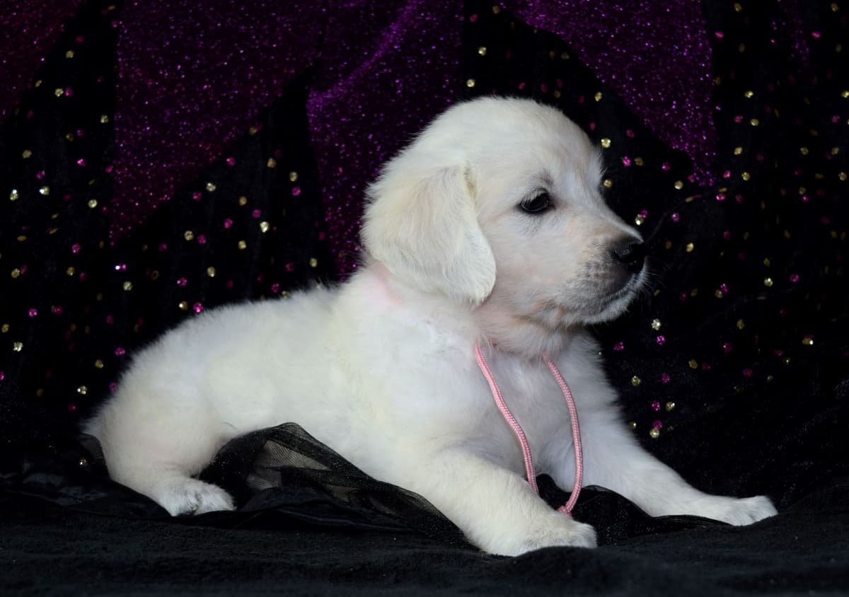 Golden Retriever Puppies breeder image 24