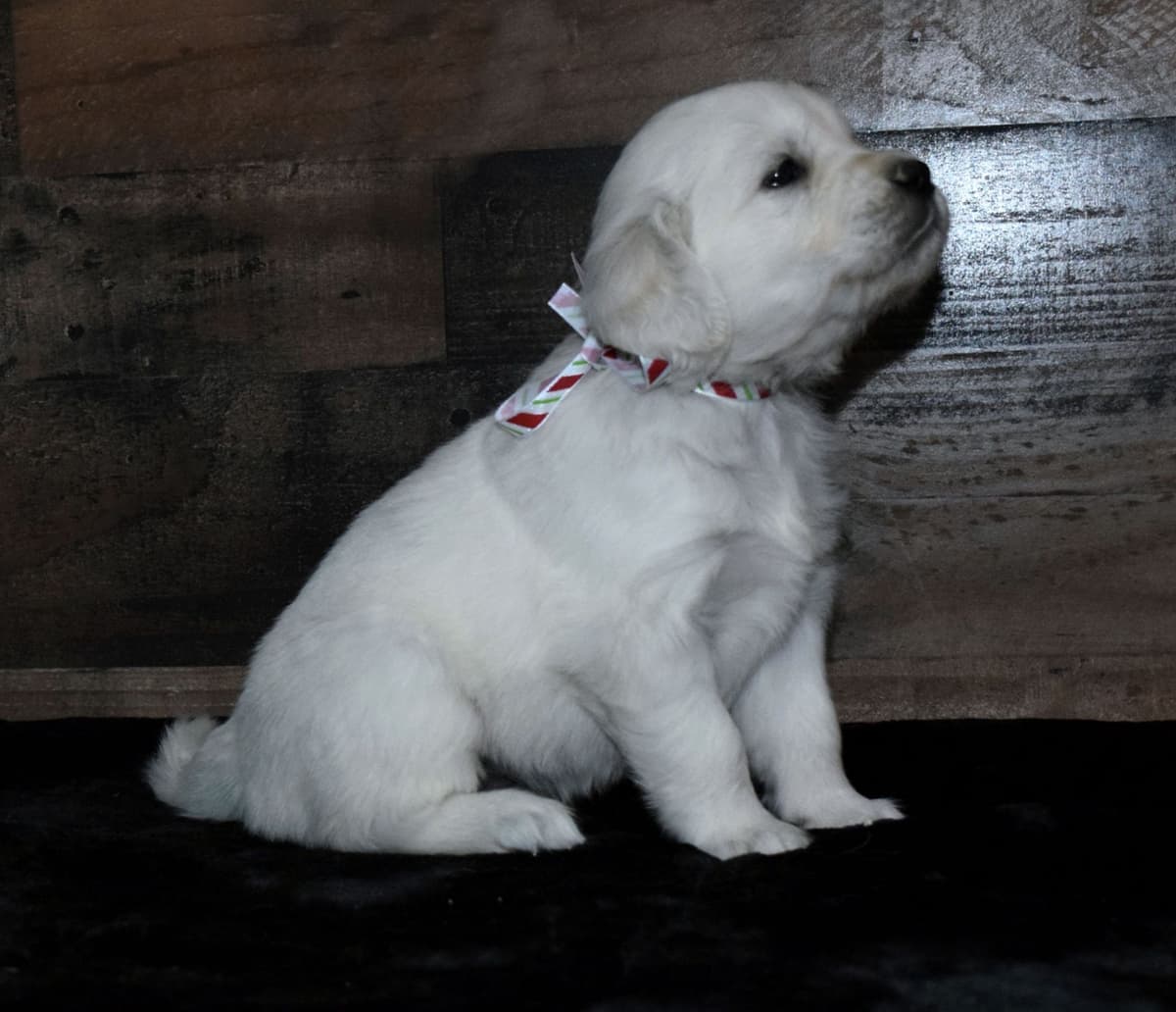 Golden Retriever Puppies breeder image 25
