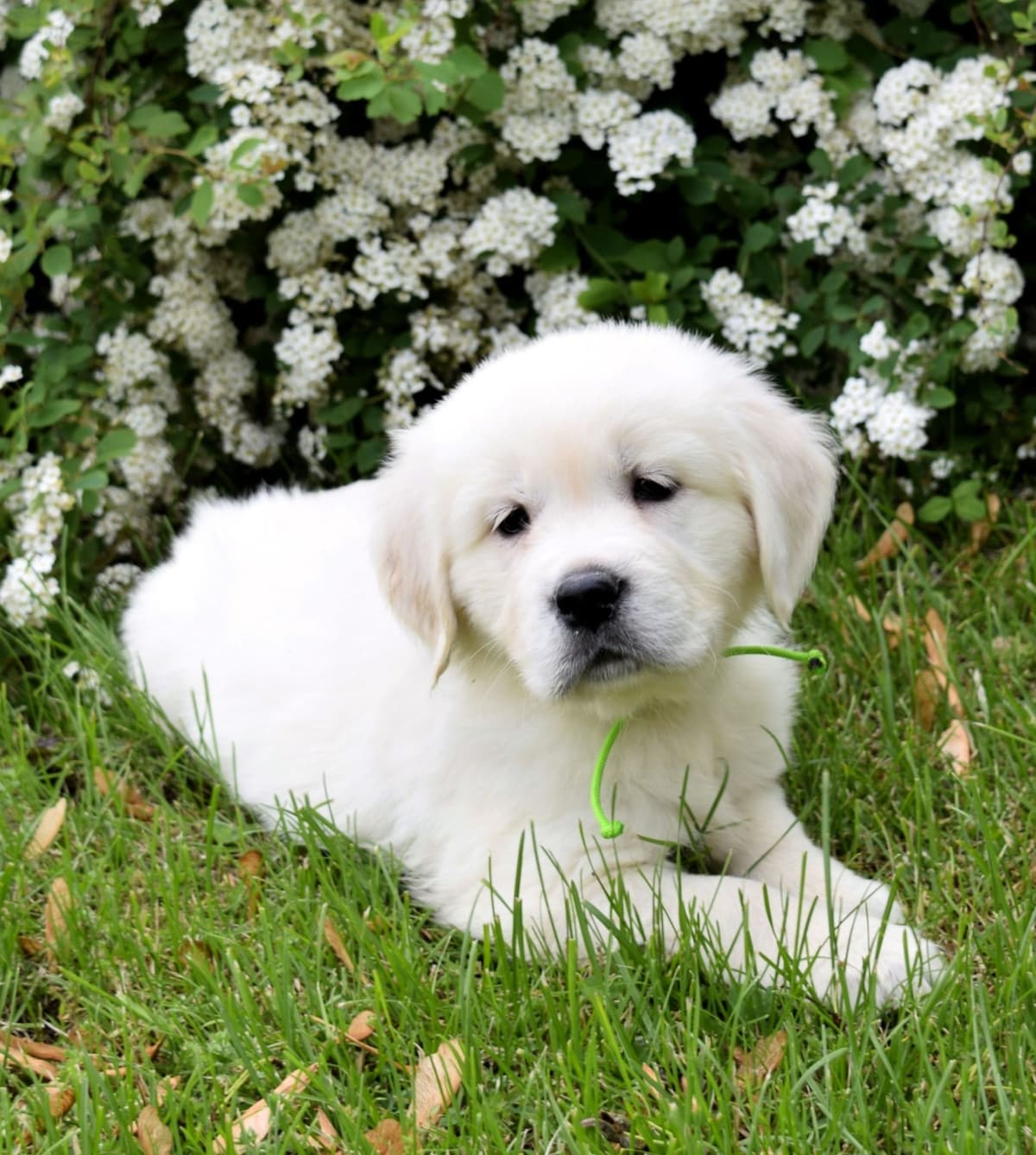 Golden Retriever Puppies breeder image 26