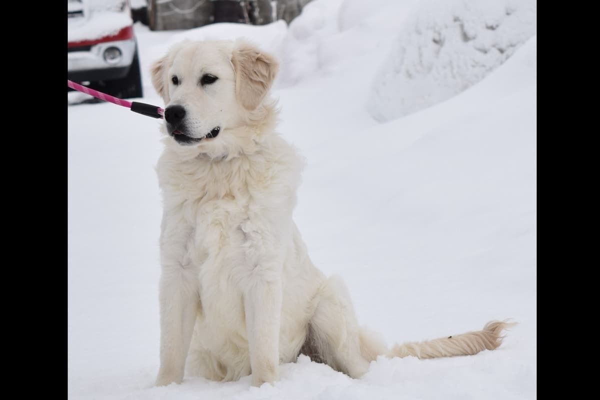 Golden Retriever Puppies breeder image 29