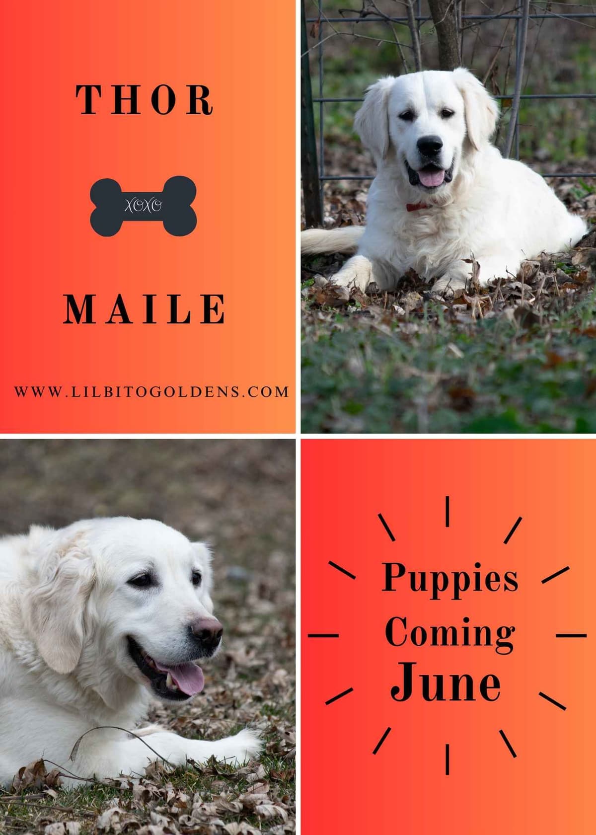 Golden Retriever Puppies breeder image 30