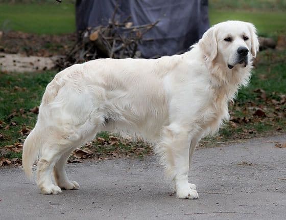 Golden Retriever Puppies media 7