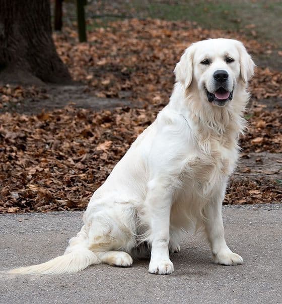 Golden Retriever Puppies media 8