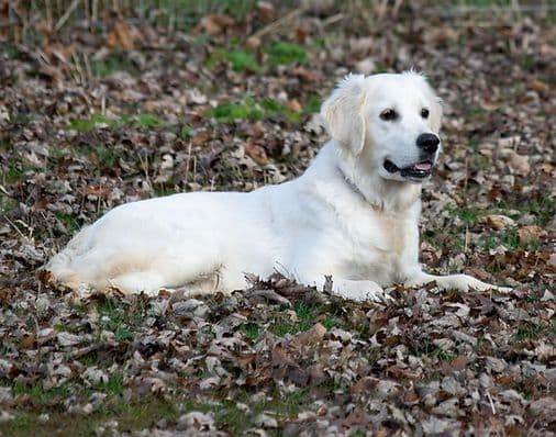 Golden Retriever Puppies media 9