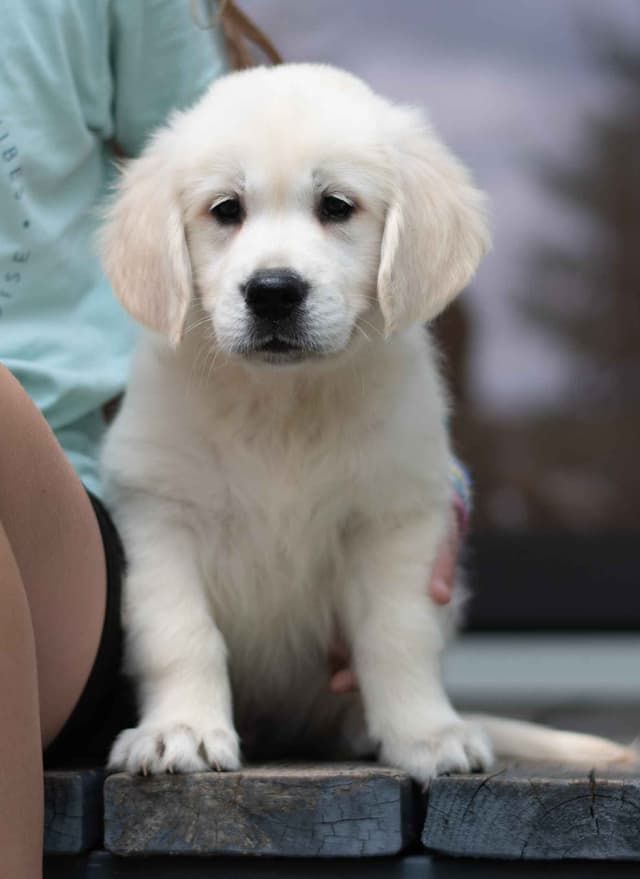 Golden Retriever Puppies media 4