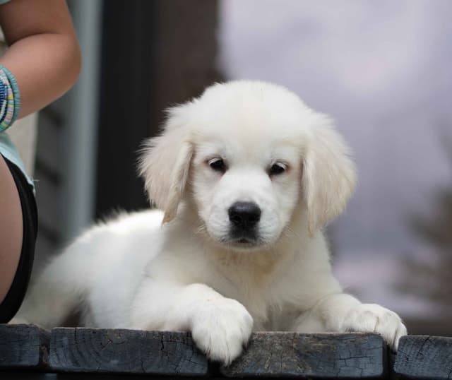 Golden Retriever Puppies media 3