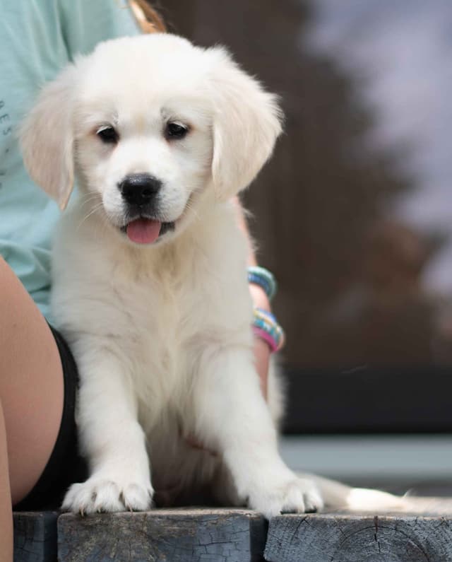 Golden Retriever Puppies media 2