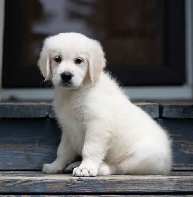 Golden Retriever Puppies media 5