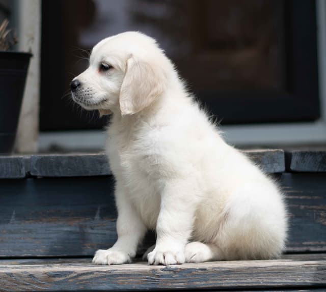 Golden Retriever Puppies media 6