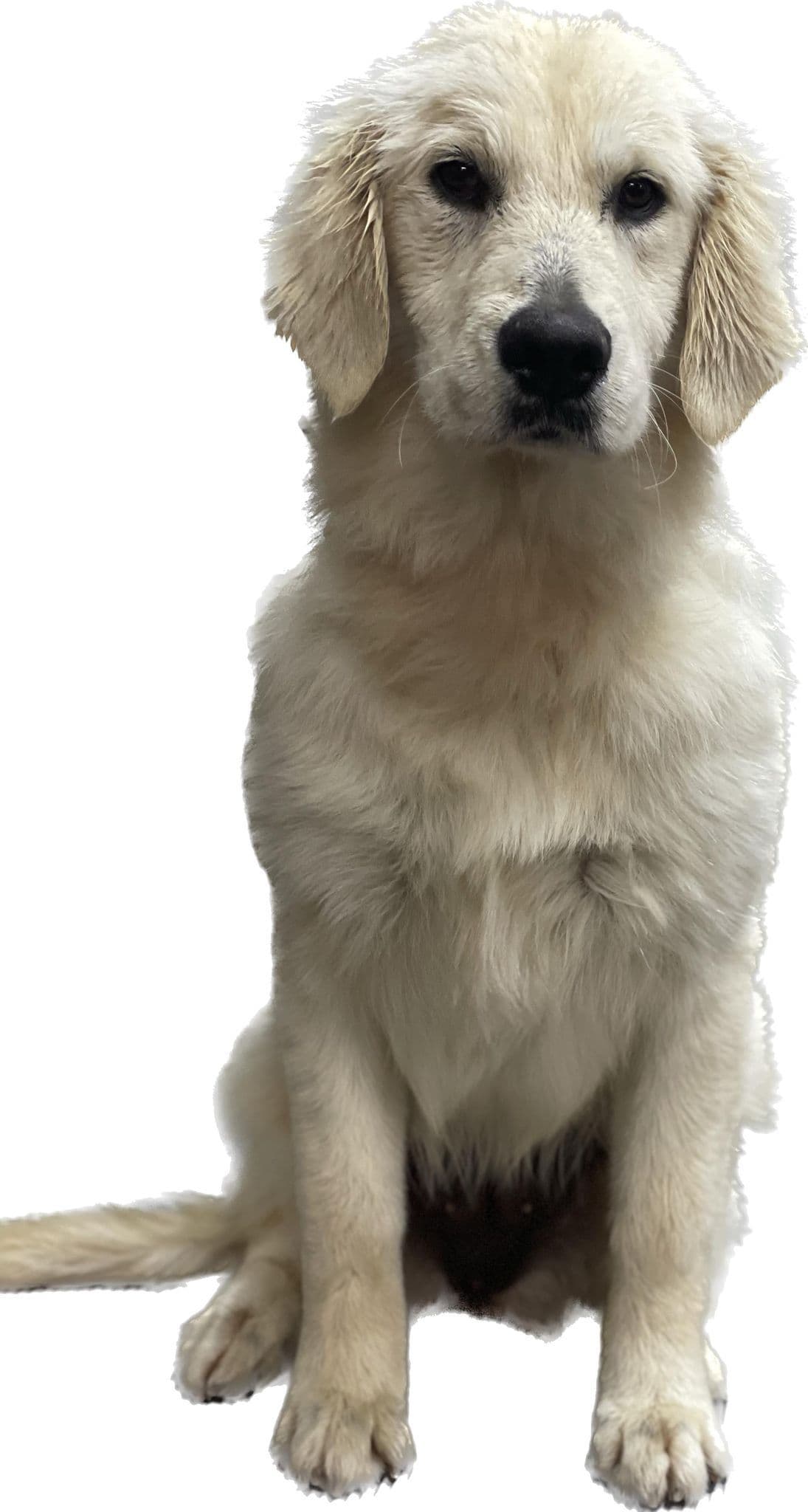 Fuzzy Bottom Farm Golden Retriever Puppies breeder image 2