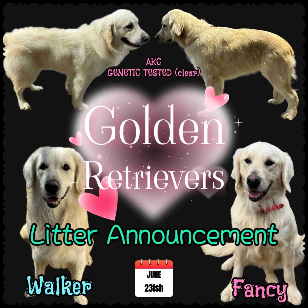Fuzzy Bottom Farm Golden Retriever Puppies breeder image 4