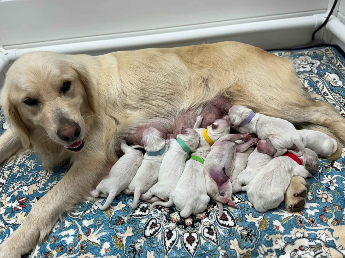 Fuzzy Bottom Farm Golden Retriever Puppies breeder image 5