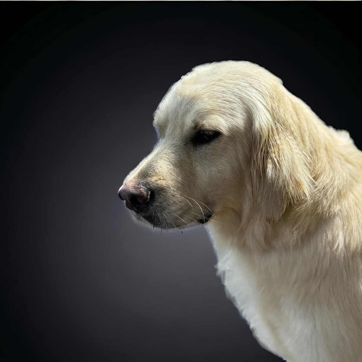 Fuzzy Bottom Farm Golden Retriever Puppies breeder image 7