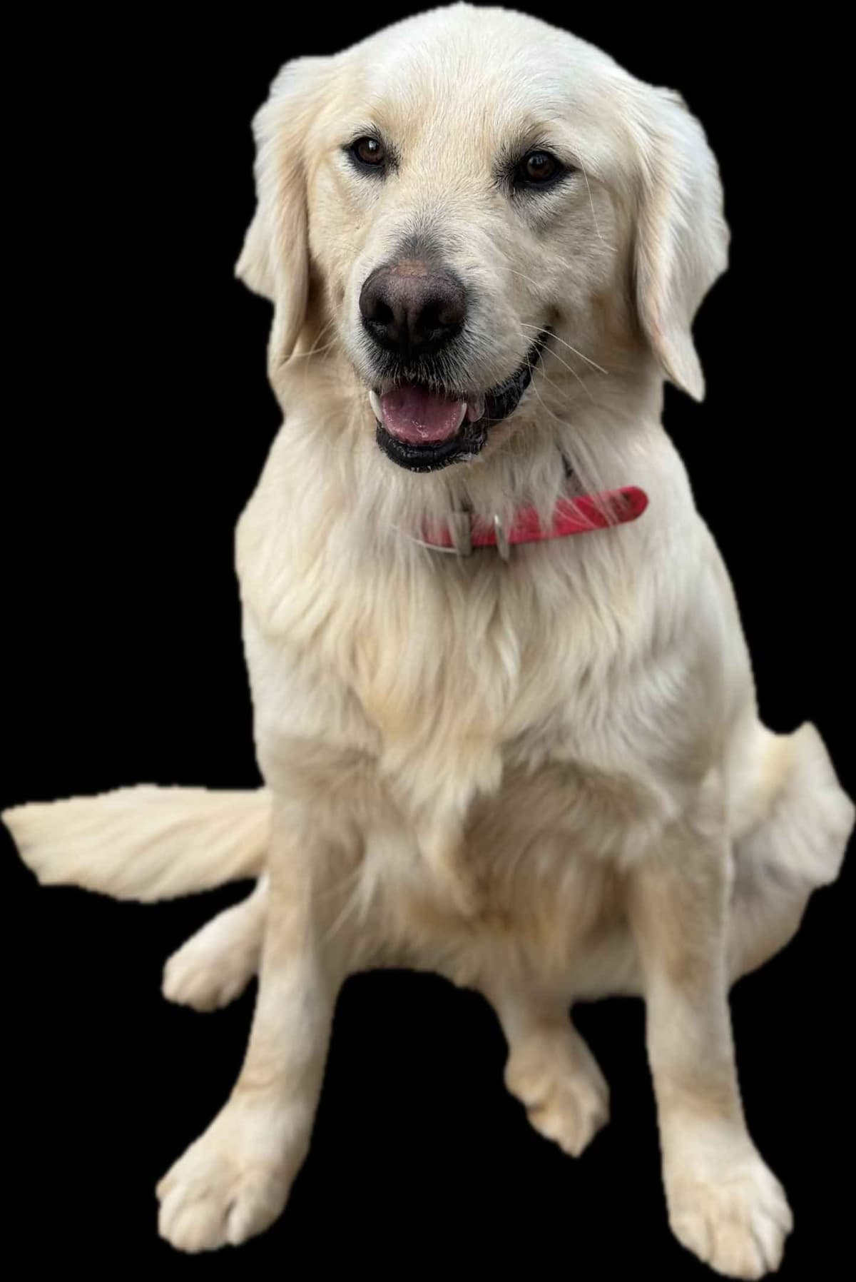 Fuzzy Bottom Farm Golden Retriever Puppies breeder image 8