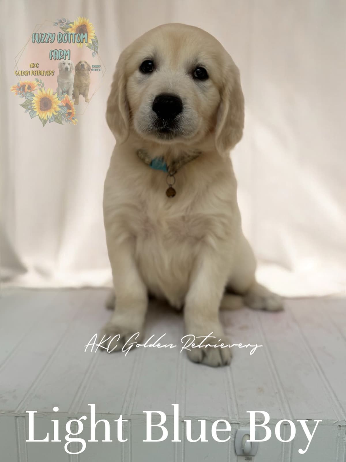 Fuzzy Bottom Farm Golden Retriever Puppies breeder image 10