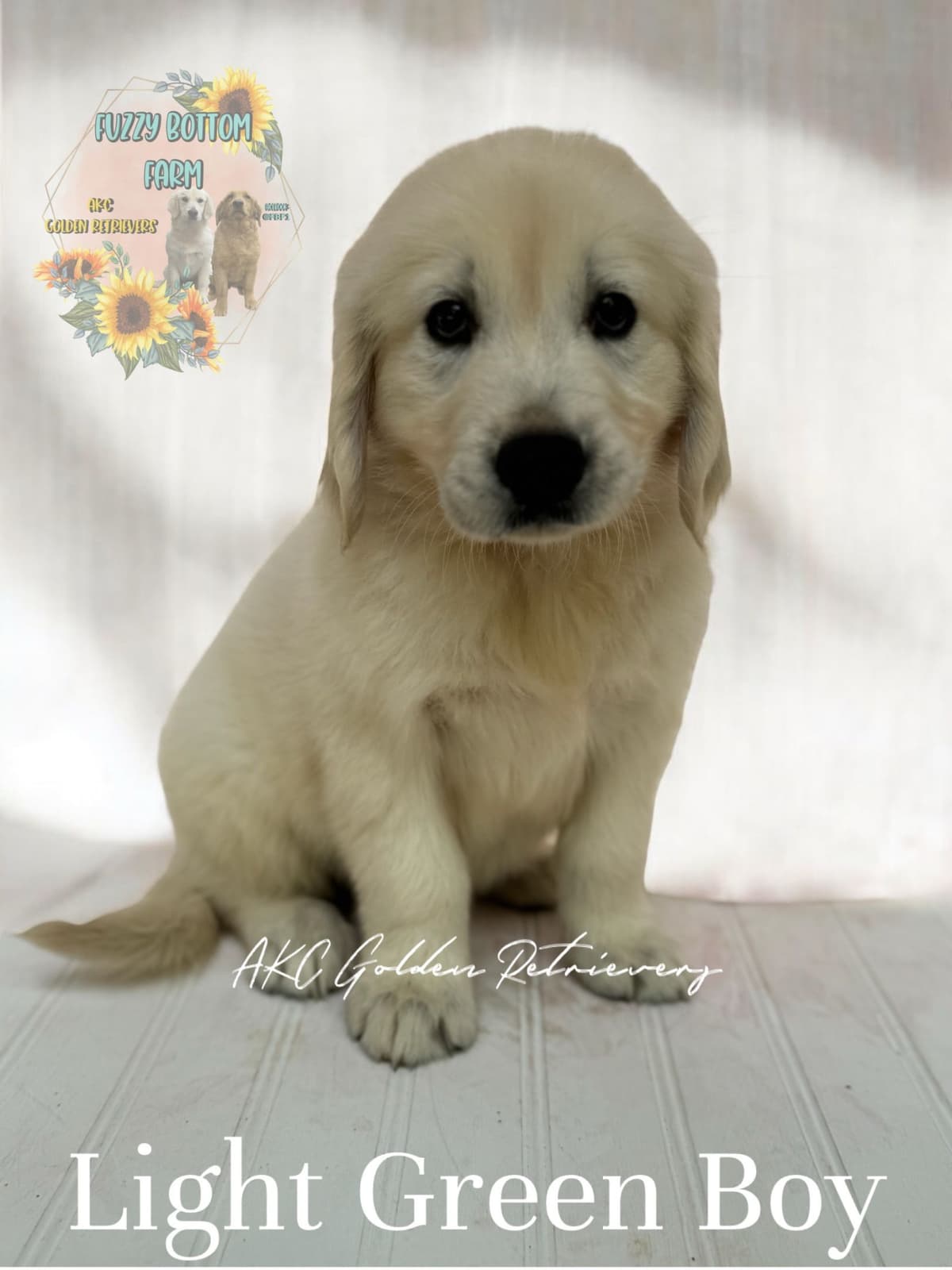 Fuzzy Bottom Farm Golden Retriever Puppies breeder image 11