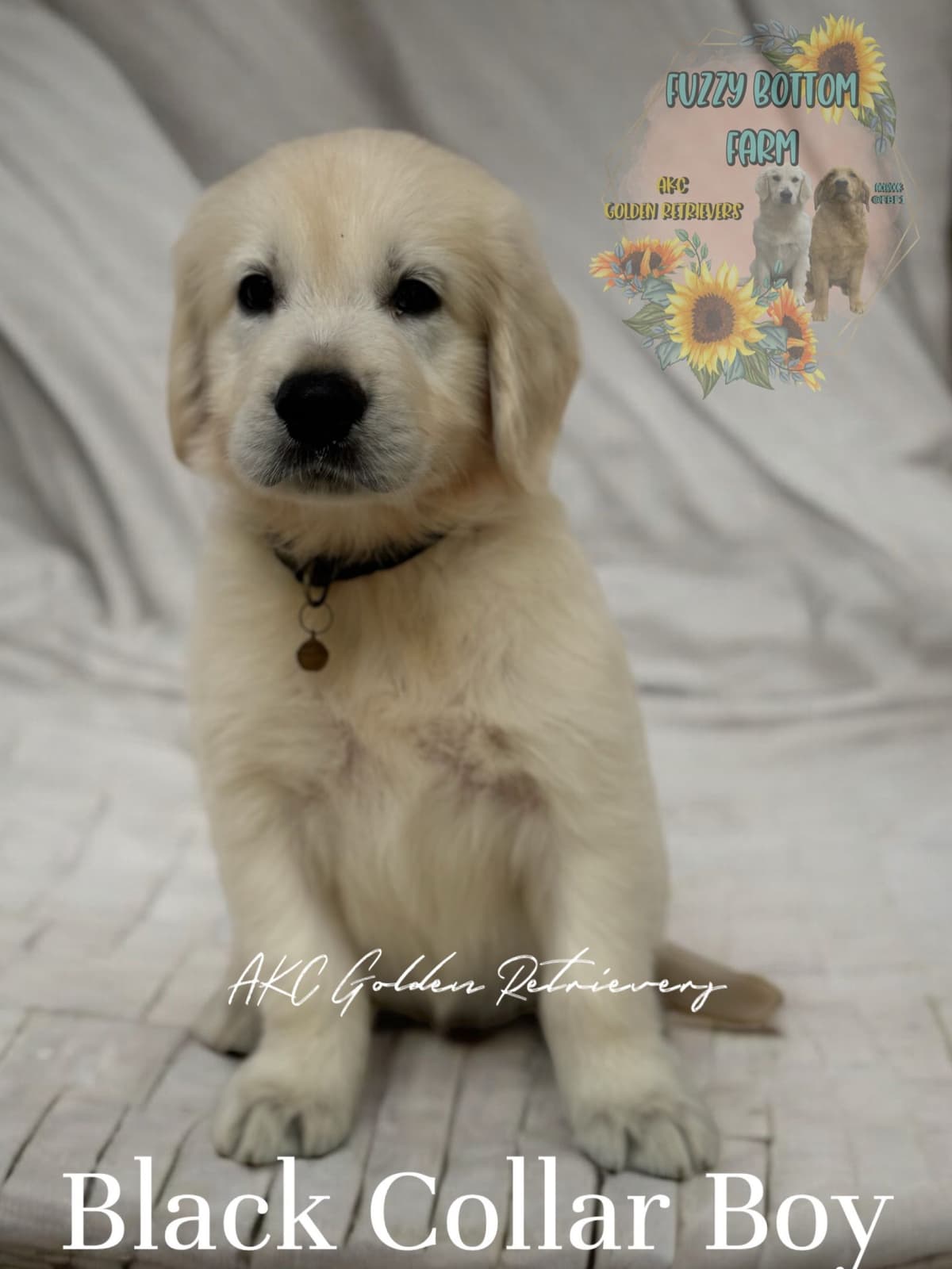 Fuzzy Bottom Farm Golden Retriever Puppies breeder image 13