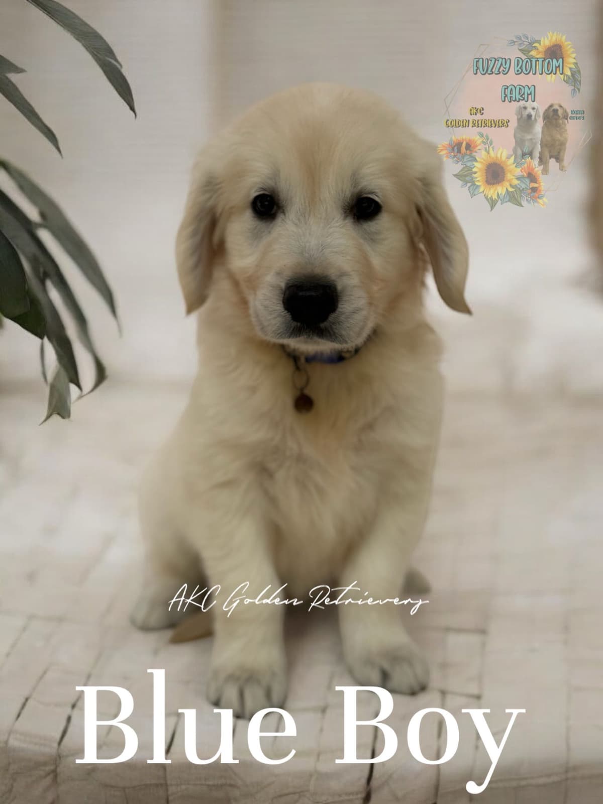 Fuzzy Bottom Farm Golden Retriever Puppies breeder image 14