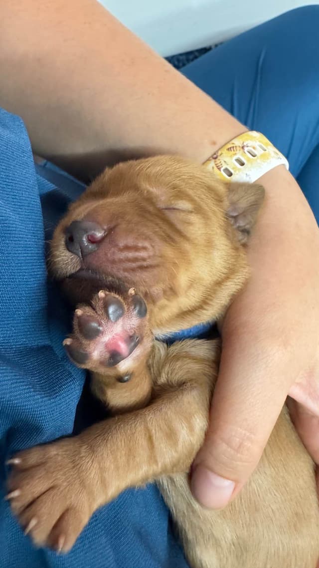 Fuzzy Bottom Farm Golden Retriever Puppies media 2