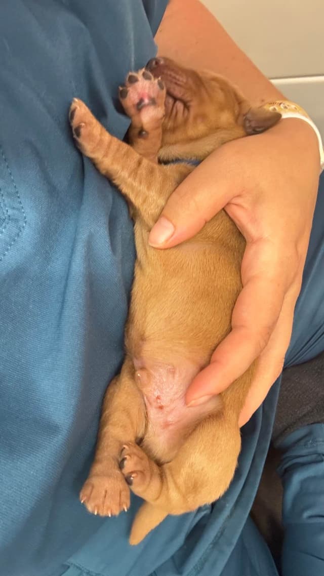 Fuzzy Bottom Farm Golden Retriever Puppies media 3