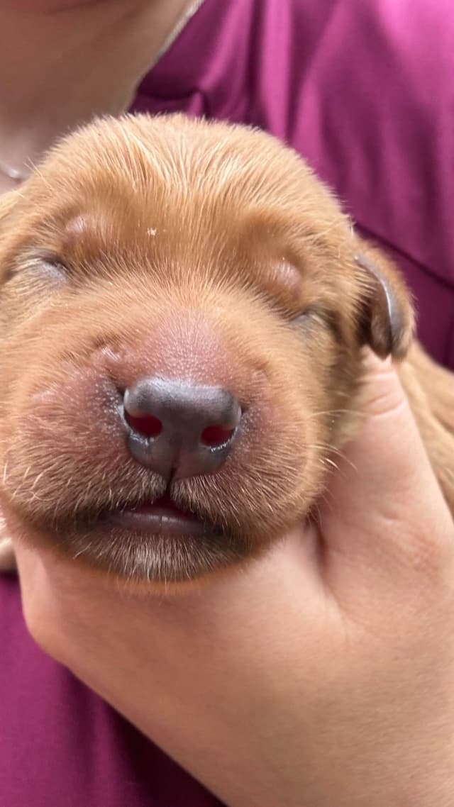 Fuzzy Bottom Farm Golden Retriever Puppies media 5