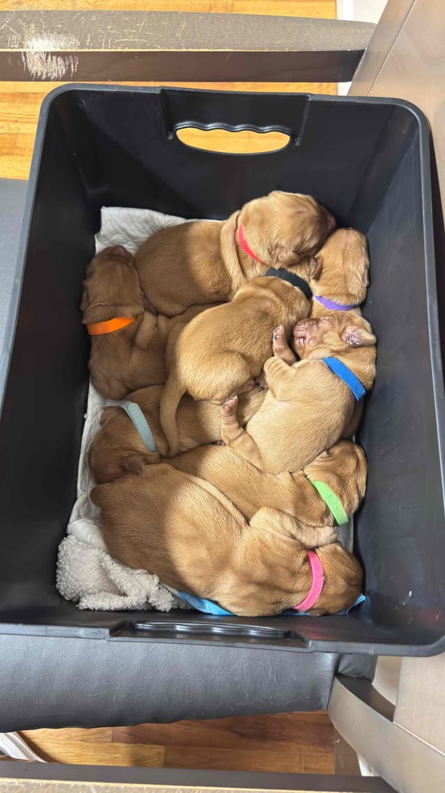 Fuzzy Bottom Farm Golden Retriever Puppies media 6