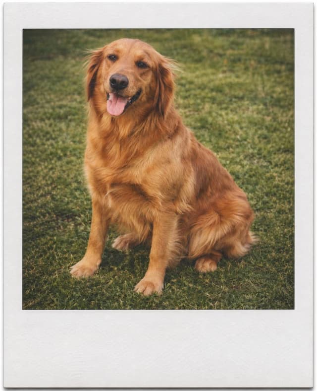 Fuzzy Bottom Farm Golden Retriever Puppies media 10