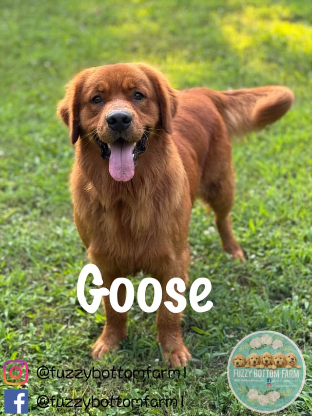 Fuzzy Bottom Farm Golden Retriever Puppies media 14