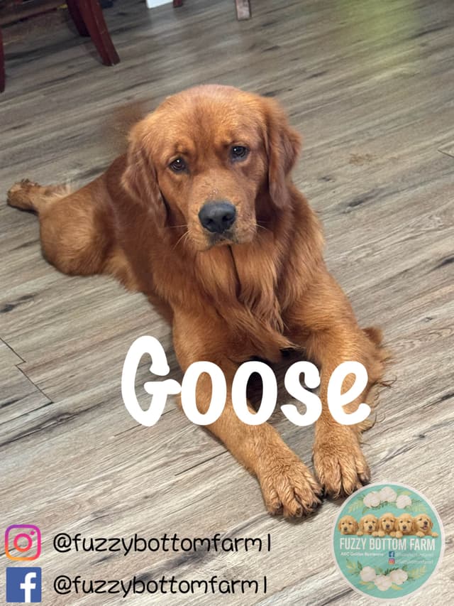 Fuzzy Bottom Farm Golden Retriever Puppies media 15