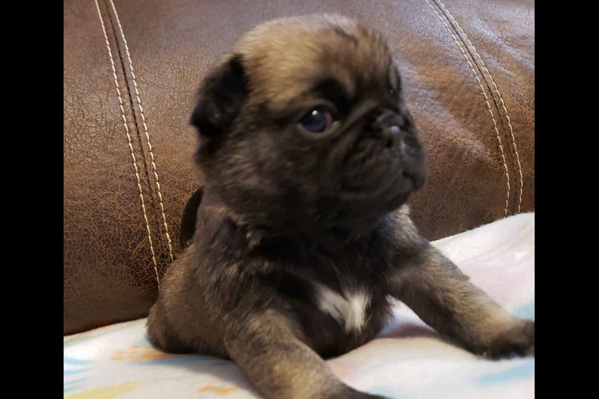 Pug Puppies breeder image 1