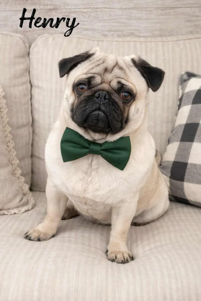 Pug Puppies media 2