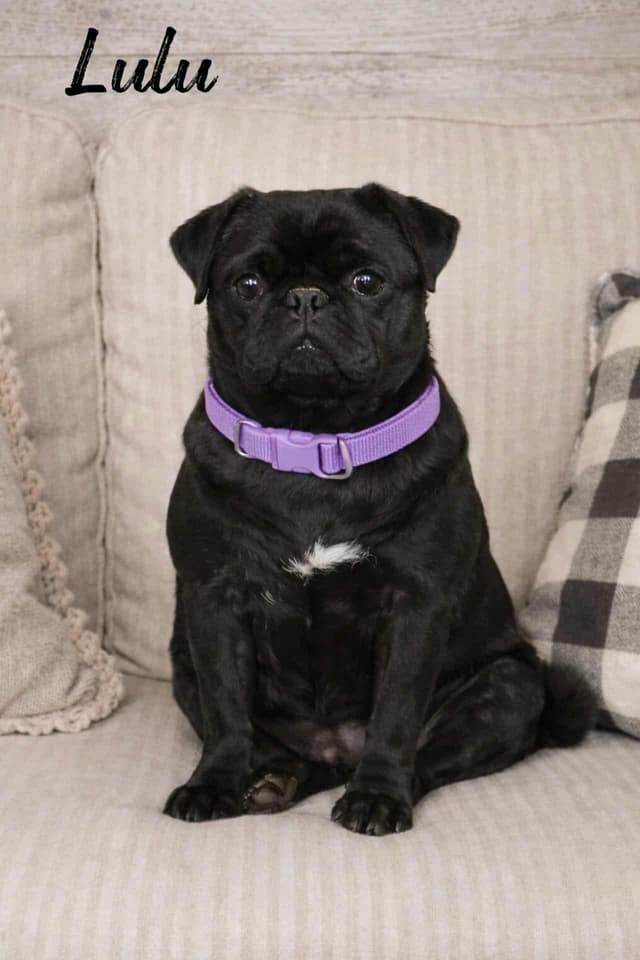 Pug Puppies media 3