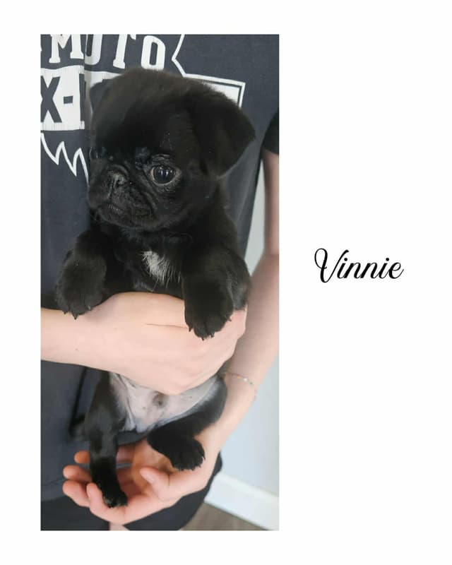 Pug Puppies media 4