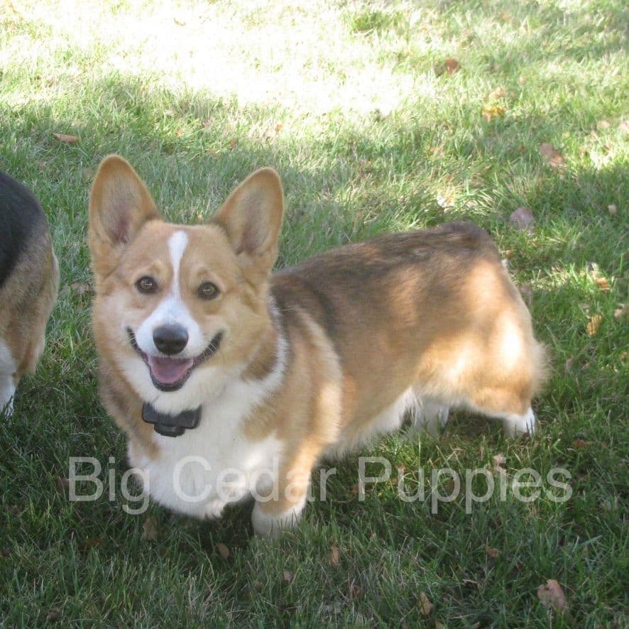 Pembroke Welsh Corgi Puppies breeder image 1
